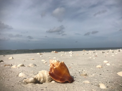 A cluster of various conch, whelks, olives, and other seashells on a beach in Sanibel Island in Florida.