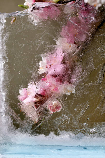 istock Beautiful flowers in ice 1389702759