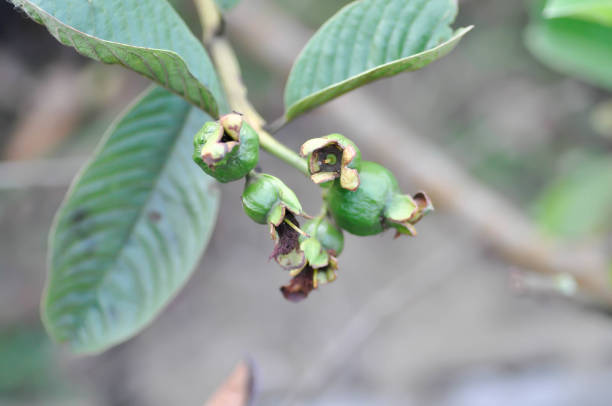 istock guava tree, MYRTACEAE or Psidium guajava Linn 1389703577