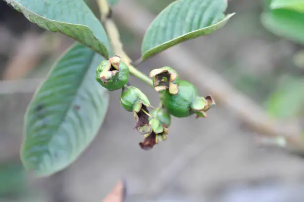 guava tree, MYRTACEAE or Psidium guajava Linn plant