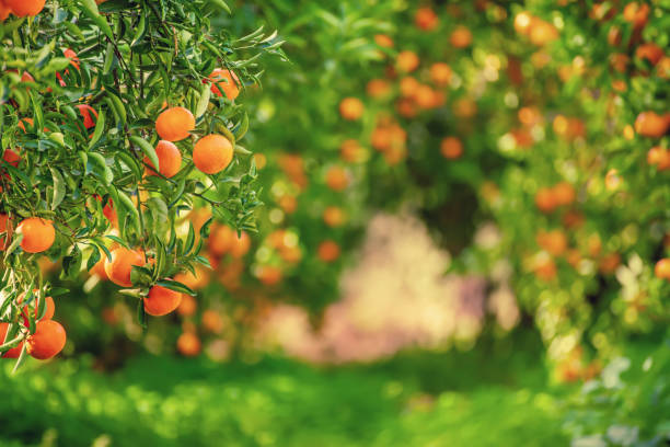 istock Tangerine sunny garden 1389704254