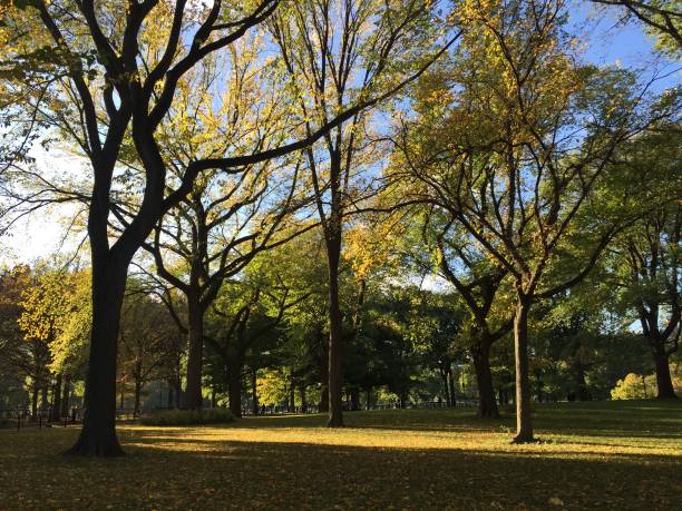 istock Central Park in Autumn 1389704316