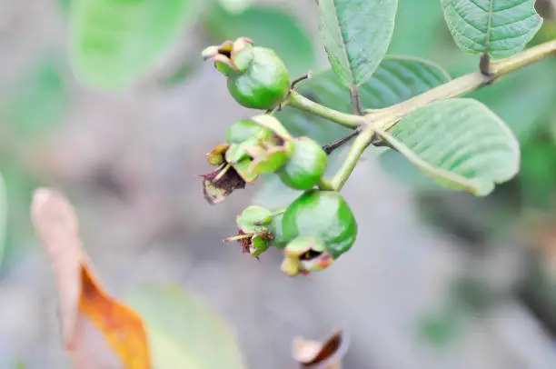 guava tree, MYRTACEAE or Psidium guajava Linn plant