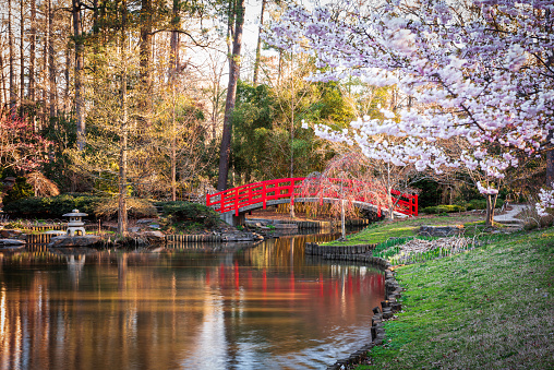 Japanese Gardens in spring season.