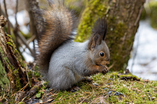 Wild cute grey squirrel eats sunflower seeds in springtime forest