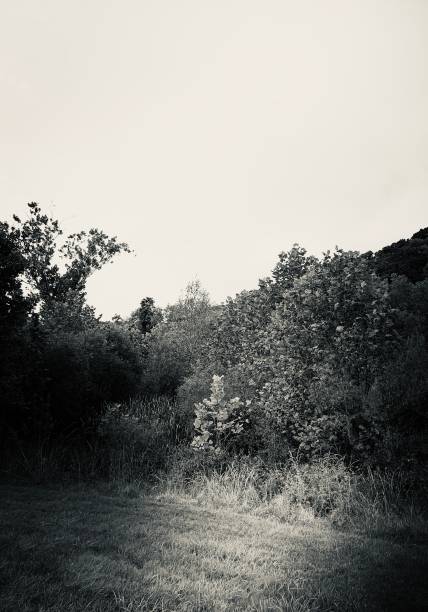 Beautiful habitat