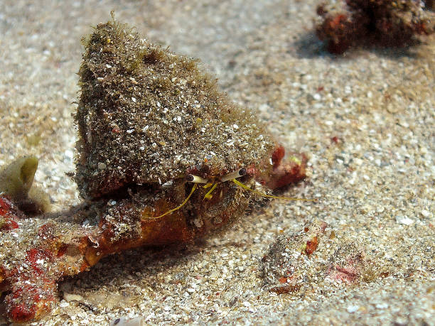 istock A Hermit Crab in the Red Sea, Egypt 1389707295