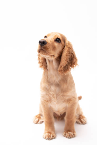 istock Golden Cocker Spaniel Puppy 1389708063