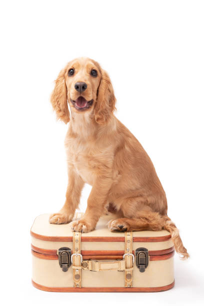 istock Golden Cocker Spaniel Puppy 1389708112