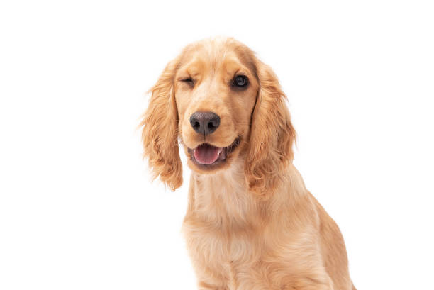 istock Golden Cocker Spaniel Puppy Winking 1389708129