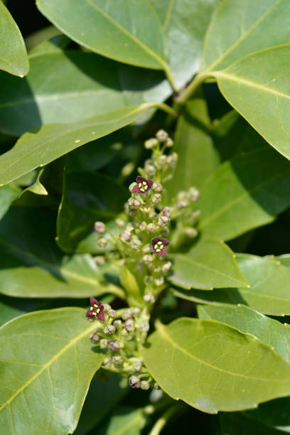 istock Japanese laurel 1389709386
