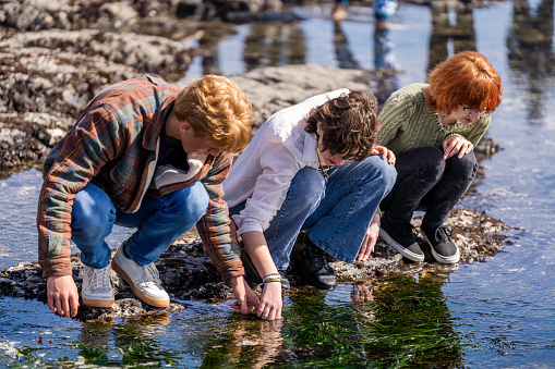 High quality stock photos of a group of high school marine science students tide pooling on the California coast.