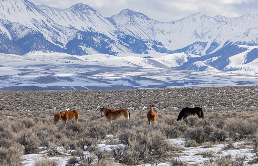 wild horses in the desert in winter near Challis Idaho