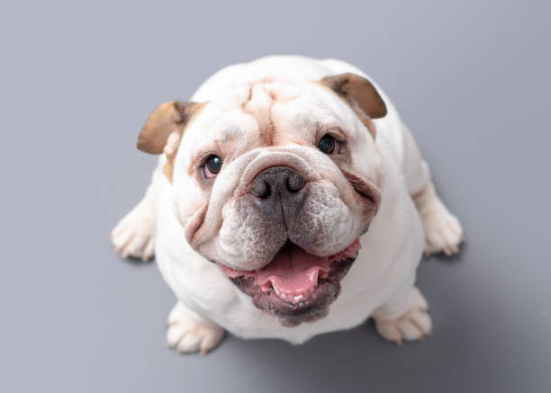 1-letni buldog brytyjski / angielski sesja zdjęciowa - english bulldog zdjęcia i obrazy z banku zdjęć