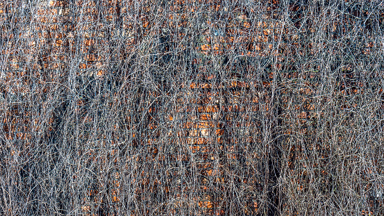 Dries ivy on the wall. Dried stems of climbing plants covered the wall of the building. Space for text. Textured background.