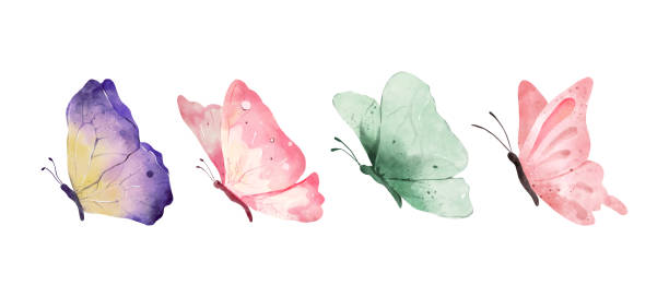 白い背景に孤立したカラフルな蝶の水彩画。青、オレンジ、紫、ピンクの蝶。春の動物ベクターイラスト - butterfly点のイラスト素材／クリップアート素材／マンガ素材／アイコン素材