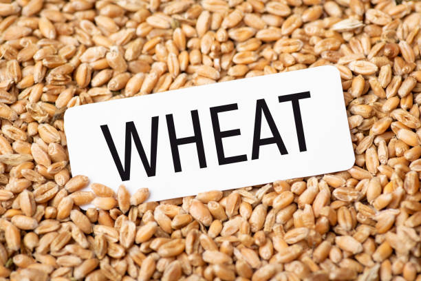 istock White paper with inscription Wheat on grain 1389711969