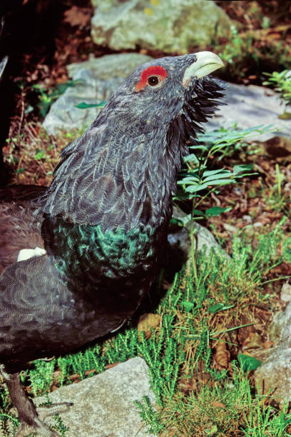 1.100+ Dimorfismo Fotos fotos de stock, imagens e fotos royaltyfree