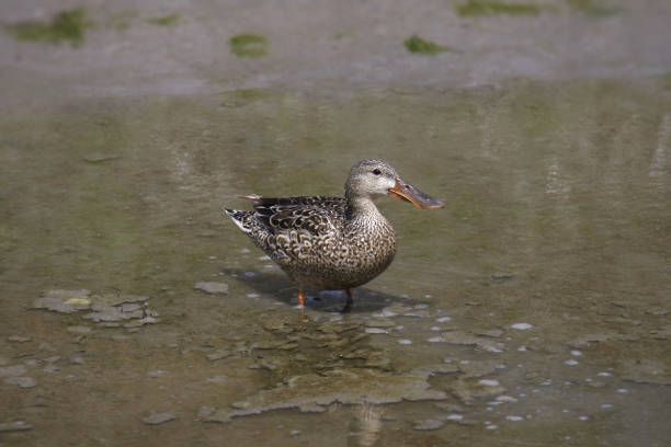 istock Northern Shoveler (female) (spatula clypeata) standing in shallow water 1389712118