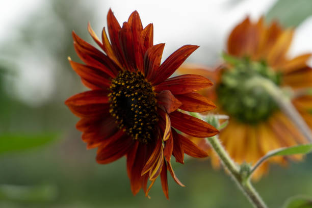 istock Red sunflowers blooming in spring 1389712243