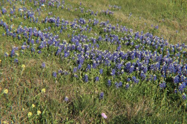 istock Bluebonnets and wildflowers in grass on a small hill 1389712262