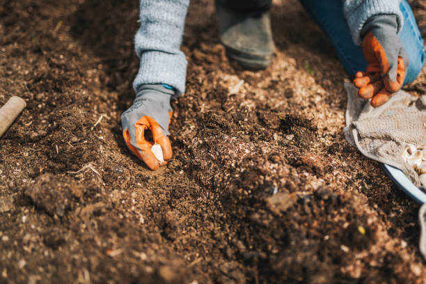 istock Close-up of garlic planting process 1389712966