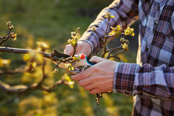 istock Close-up of a male gardener pruning a fruit tree 1389713032