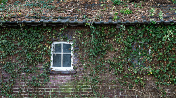 An old brick house with a small window, overgrown with ivy.