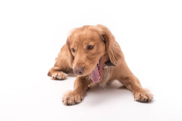 istock 1 Year Old Golden Cocker Spaniel 1389713376