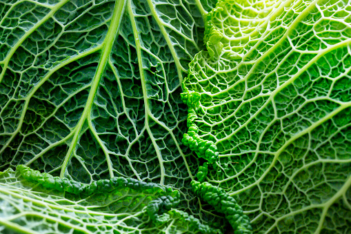 Savoy cabbage with crinkled leaves growing in field