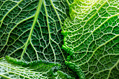istock Savoy cabbage - close-up 1389714357
