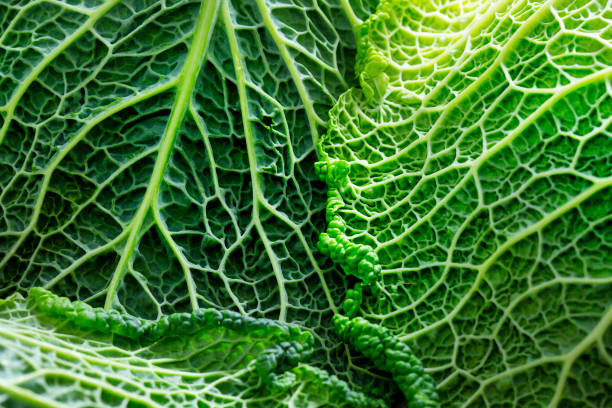 repolho savoy - close-up - leaf vein leaf abstract macro - fotografias e filmes do acervo