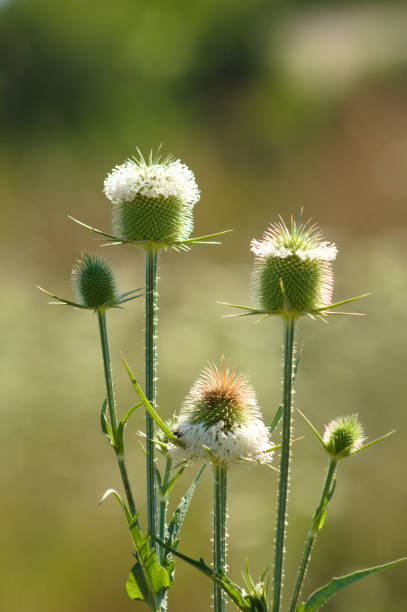 istock Closeup of green cutleaf teasel seeds with blurred background 1389714376