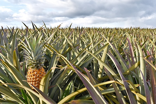 pineapple plantation in close view