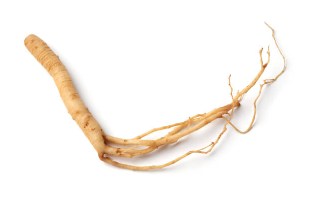 raíz de ginseng sobre fondo blanco de cerca - ginseng isolated root herbal medicine fotografías e imágenes de stock