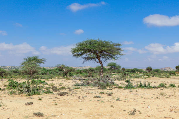 Panoramic View from the Las Geel Caves to the Around Valley Laas Geel, Somaliland - November 10, 2019: Panoramic View from the Las Geel Caves to the Around Valley hargeysa photos stock pictures, royalty-free photos & images