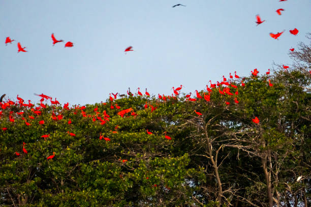 緋色のアイビスの群れ。鳥寮。 - scarlet ibis ストックフォトと画像