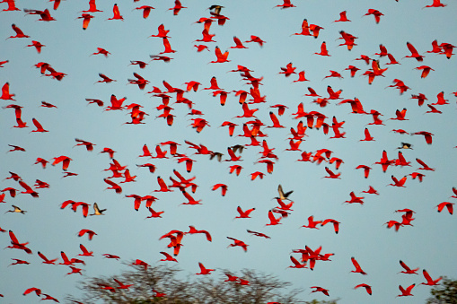 Flock of Scarlet Ibis. The birds dormitory. A small island in the middle of the Parnaiba Delta that houses thousands of red birds.