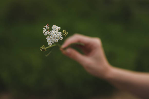 istock The hand holds a wild flower with a ladybug. Close up. Nature background 1389716951