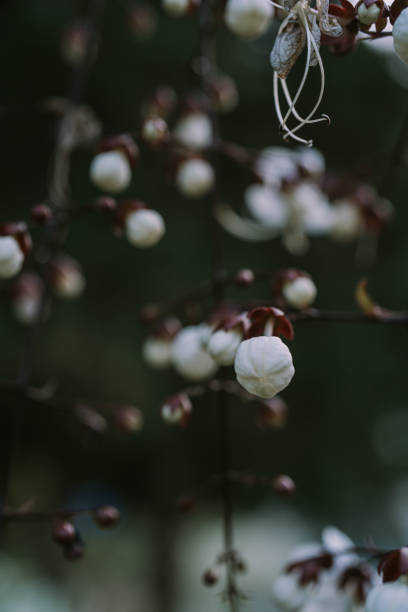 istock Selective focus of white flower Clerodendrum schmidtii 1389717030