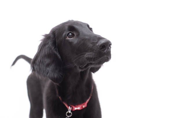 Mature man holding purebred black flat-coated retriever six week’s old puppy. Puppy is looking man’s fingers. Horizontal waist up outdoors shot with copy space.