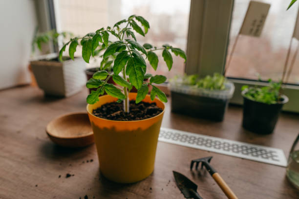 istock Tomato sprout in a flowerpot on the table 1389717159