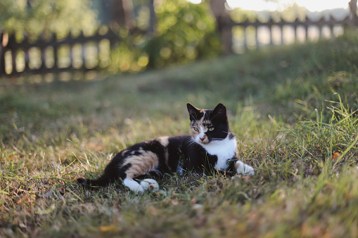 Funny colorful calico cat in grass in bright sunshine. Fluffy domestic cat lying outdoors.