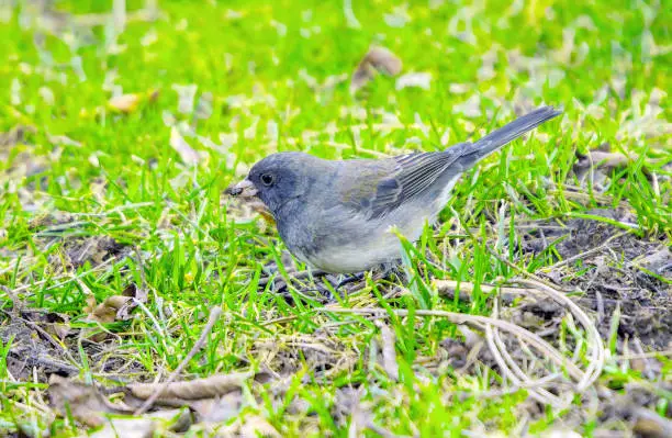 Dark-eyed junco caught an ant in its beak on lawn in spring