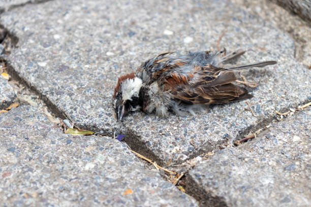 istock dead sparrow bird on the road, rufous collared sparrow or Andean sparrow (Zonotrichia capensis) 1389718446