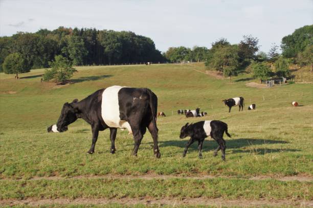 istock Just born Lakenvelder calf 1389719411