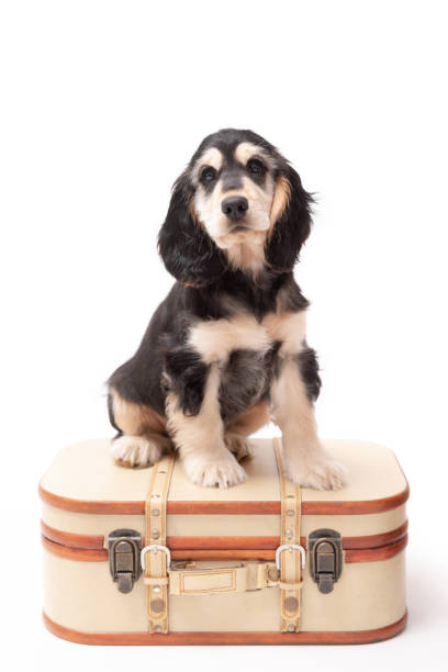 istock 3 Month Old Sable Cocker Spaniel Puppy Photo Shoot 1389719789