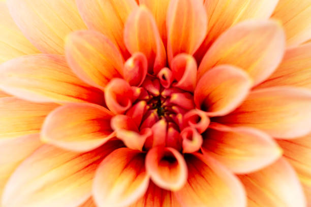 istock Yellow-orange dahlia close-up 1389720030