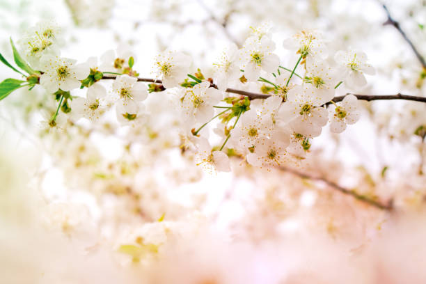 istock Blooming cherry branch in the garden 1389723048