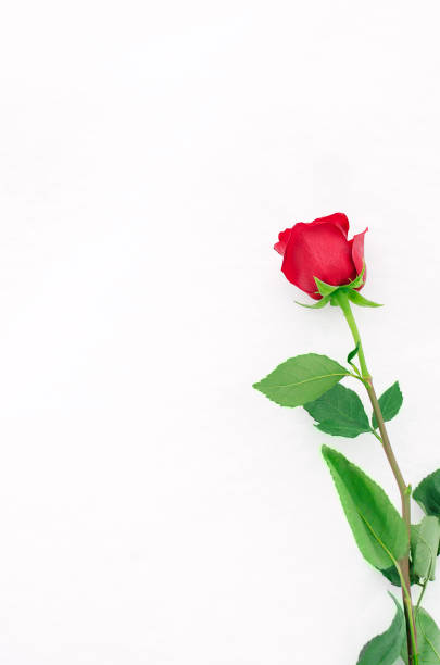 istock Beautiful red rose on a white background. Place for text, copyspace. Vertical photography. 1389723113
